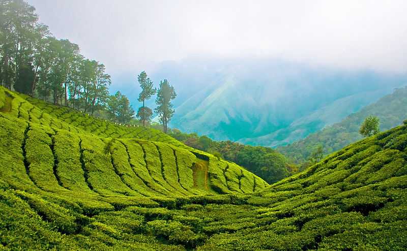 Munnar Tea Gardens